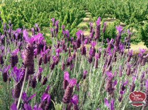 Alfazemas 15-05-01 logo