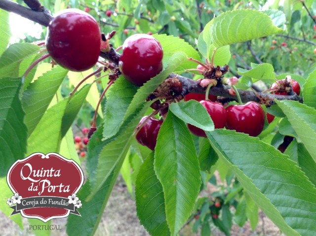 Cerejas 15-05-01 2 logo