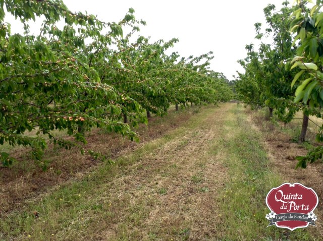 Cerejas Prime Giant Catrao 15-05-04 1 logo