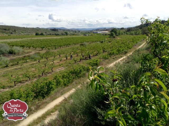 Podas e mondas 15-04-29 1