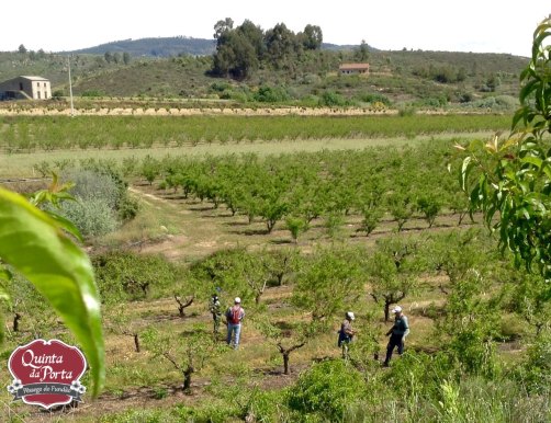 Podas e mondas 15-04-29 2