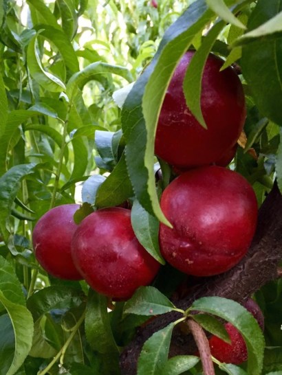 nectarinas1